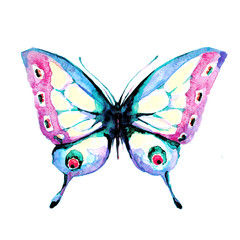 butterfly,watercolor,on a white © aboard
