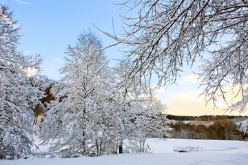 Trees with snow in winter .