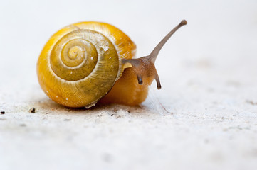 Gelbe Schnecke mit beschädigtem Haus