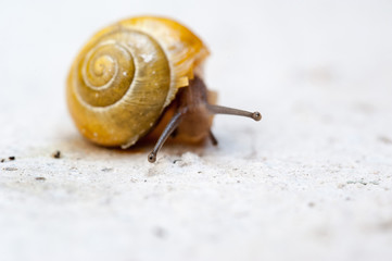 Gelbe Schnecke mit beschädigtem Haus