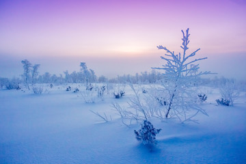 Arctic frost