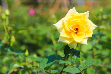 yellow flowers in the meadow. yellow flowers on field. Yellow Rose defocus background