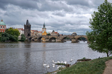 Obraz premium Swans on the Vltava River in the background Charles Bridge
