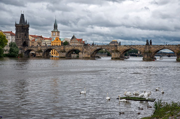 Swans on the Vltava River in the background Charles Bridge