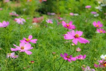 pink flowers in the meadow. pink flowers on field defocus background