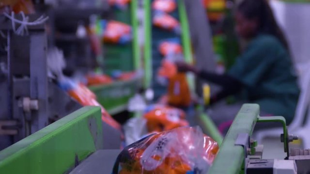 Labor of migrant workers. Packing conveyor packing carrots