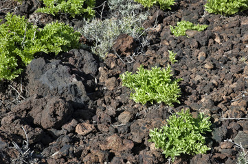 Local sea salad spotted on a coastal walk in Puertito de Guimar, Tenerife, Canary Island