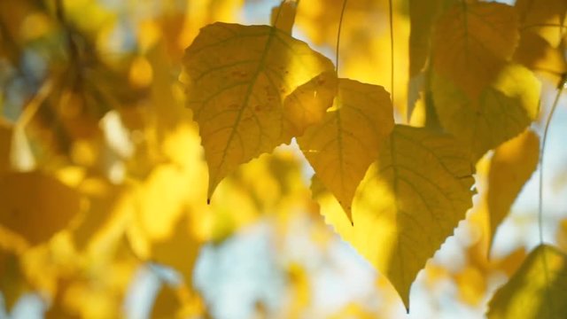 Texture of autumn golden yellow leaves close-up. Wind blows the leaves. Autumn warm sun streaming through yellow leaves. Bright background for the basic design