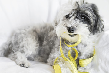 healthy hungry poodle dog biting yellow measuring tape on a white background