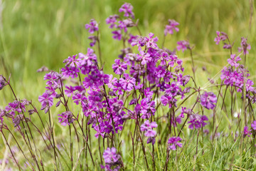 Obraz premium wild pink flowers in a high mountain 