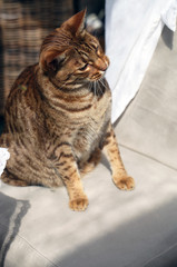 funny kitty looking suprised