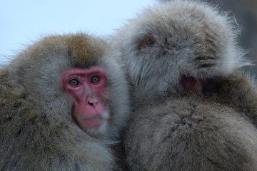 Naklejka premium 日本猿 地獄谷野猿公苑にて撮影