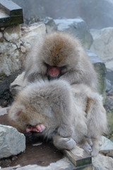 日本猿　地獄谷野猿公苑にて撮影