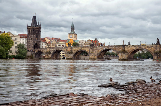 Ducks on the Vltava River in the background Charles Bridge