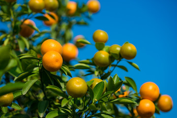 Kumquat, the symbol of Vietnamese lunar new year. In nearly every household, crucial purchases for Tet include the peach 
