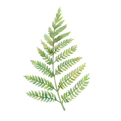 Watercolor fern leaf. Hand painted greenery branch isolated on white background. Plant silhouette © ldinka