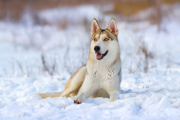 Husky dog lay in snow field