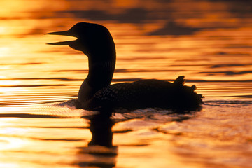 Common Loon on lake at sunset, calling