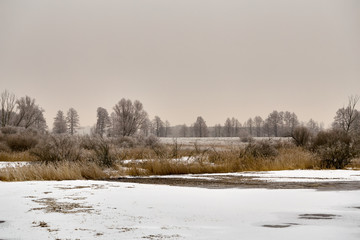 Winter landscape and trees