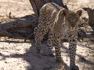 Stunning Young Leopard