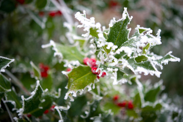 Ilex im Winter 