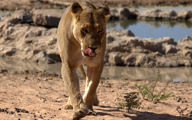 Poerfull Lioness in agressive mood
