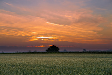 Sunrise above field.