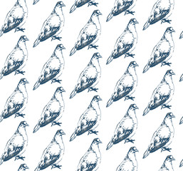 Hand drawn seamless pattern of dove on white background. Pigeon pattern sketch.