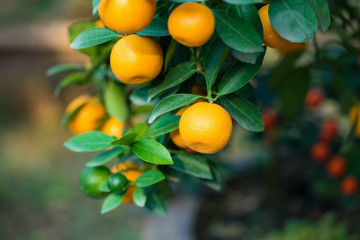 Kumquat, the symbol of Vietnamese lunar new year. In nearly every household, crucial purchases for Tet include the peach "hoa dao" and kumquat plant