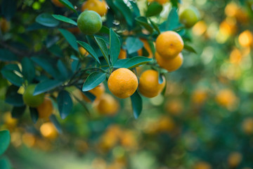 Kumquat, the symbol of Vietnamese lunar new year. In nearly every household, crucial purchases for Tet include the peach "hoa dao" and kumquat plant