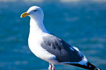 seagull posing in handrail with blue sea background