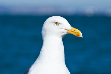 seagull posing in handrail with blue sea background