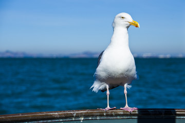 seagull posing in handrail with blue sea background