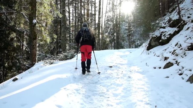 Tourist hiking in beautiful winter forest/Man hiking with trekking sticks in beautiful winter forest at sunset
