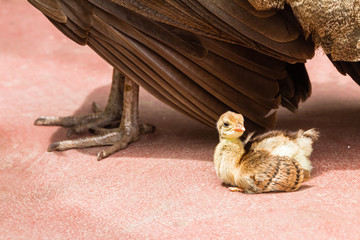 Peacock Bird Chicks Protection Love