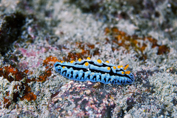 Obraz na płótnie Canvas Nudibranch close-up. Sipadan island. Celebes sea. Malaysia.