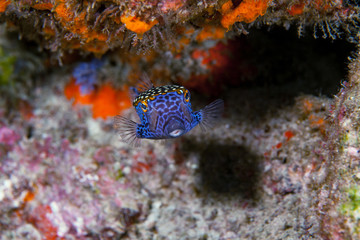 Boxfish close-up. Sipadan island. Celebes sea. Malaysia.