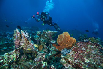 Naklejka na ściany i meble Scuba diver. Similan islands. Andaman sea. Thailand.