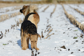 puppy airedale terrier sniffing in the snow