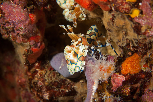 Harlequin shrimp close-up. Similan islands. Andaman sea. Thailan