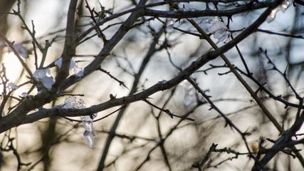 frozen trees