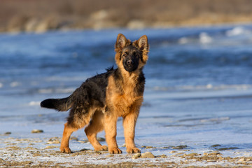 German shepherd dog standing outdoor