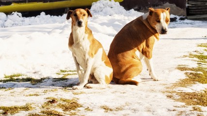 terriers sitting and waiting for sun to warm them up in winter's cold