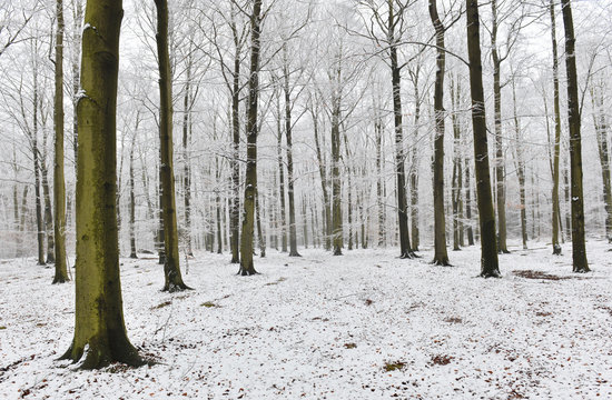 Fototapeta winter forest