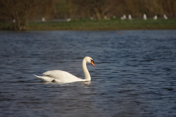 Cygne tuberculé(Cygnus olor) 