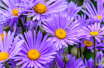 Asters with thin violet petals