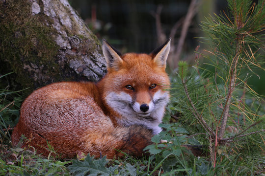 Red Fox