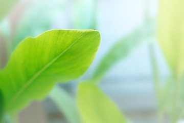 Green Plant Leaf Background