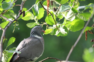 Pigeon ramier ou palombe (columba palumbus)