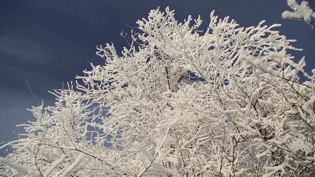 Beautiful snowy trees, frost on the branches
